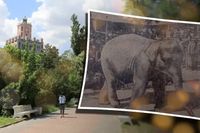 «Обезумела от того, что натворили люди»: как сложилась судьба знаменитой в Сталинграде слонихи Нелли