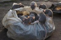 Кишащую крысами мусорку сняли на видео на юге Волгограда