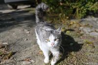 21 случай бешенства животных зафиксировали в Волгоградской области