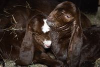 Два козленка появились на свет в ЦПКиО Волгограда