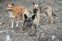 В Волгоградской области подсчитали количество бездомных собак