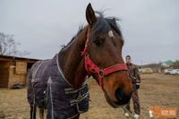 Клуб под Волгоградом, где отравили кислотой лошадей, заподозрили в сокрытии эпидемии