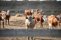 ИП из Волгоградской области продавал ветпрепараты без лицензии