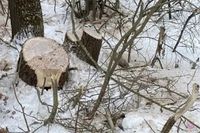 В Волгоградской области лесоруб спилил ценные дубы на дрова