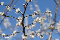 Теплый воздух из Азии прогреет Волгоград до +20 к концу марта