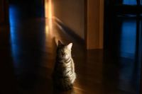 На все лады поют серенады: как встречают весну волгоградские коты