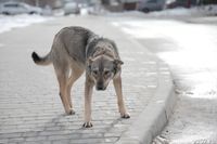 Бастрыкин поручил спасти микрорайон Волгограда от террора бродячих собак