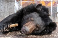 Отправленная на пенсию цирковая медведица поселилась в волгоградском зооцентре