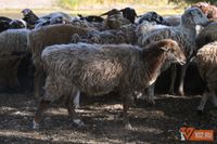 Пора смотреть в оба: в Волгоградской области после первого потепления проснулись клещи