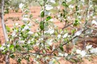 Степень озеленения городов назвали в Волгоградстате