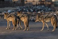 Под Волгоградом отселяют держащую в страхе село стаю шакалов