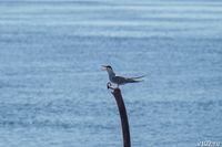 Восемь пляжей Анапы могут открыть уже этим летом