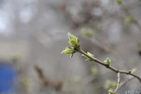 Волгоградцев ждет затяжная весна: приметы на весеннее равноденствие