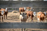 Волгоградские власти: в регионе нет случаев заболевния КРС пастереллезом