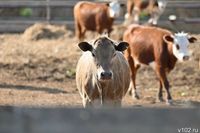 Ограничения по КРС в регионах не окажут влияния на Волгоградскую область – облпромторг