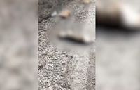 «Воткнули палку и разбили головы»: зверские убийства собак потрясли жителей поселка Волгограда