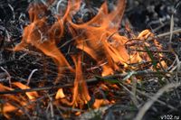 Волгоградцам напомнили о штрафах за отжиг травы