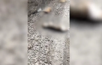 В Волгограде проверят факт зверского убийства собак в поселке Горьковский