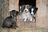 В Волгоградской области вступит в силу ГОСТ на площадки для выгула и дрессировки собак