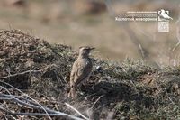 «Весело бегают по еще пустым степям»: в Волгоградской области заметили «воспрянувших» после зимы жаворонков