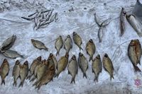 Коптили сомов, сушили чехонь: в Волгоградской области остановили работу домашнего рыбного «цеха»