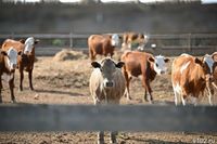 Селяне из Волгоградской области могут стать жертвами мошенников из «Росстата»