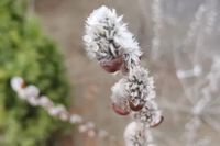 «Весна запустила все сезонные процессы»: в Волгограде зацвела нежнейшая верба