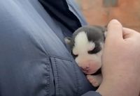 Спасенные приставами щенки хаски умерли в волгоградском приюте