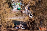 Прописавшиеся в парке утки возвращают форму после морозной зимы: фоторепортаж ИА «Высота 102»