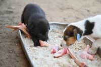 Только лишь замечание? Юрист рассказал, существует ли наказание за кормление собак в подъездах и во дворах