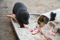 Только лишь замечание? Юрист рассказал, существует ли наказание за кормление собак в подъездах и во дворах