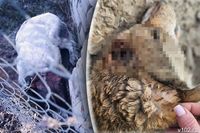 «Среди нас – сумасшедший»: маньяк из поселка Волгограда продолжает убивать