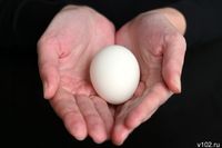 Пасха ни при чем? ЦБ объяснил рост цен на яйца в Волгоградской области