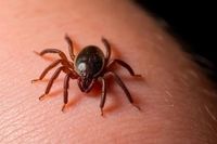 Волгоградцев предупредили о наступлении со степей гигантских клещей-спринтеров