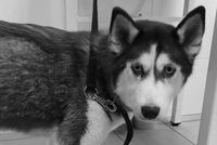 Спасенная приставами хаски умерла в Волгограде вслед за щенками