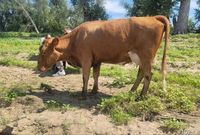 В двух хуторах Волгоградской области отправят на убой больных коров