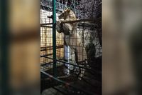 Волгоградский центр «Дино» приютил пять львов из дагестанского зоопарка