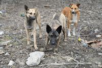 Бешеный пёс посадил на карантин хутор в Волгоградской области