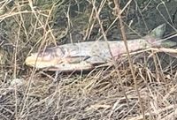 В реке под Волгоградом  произошел массовый мор рыбы