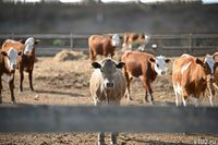 Коров пустят под нож из-за вспышки бруцеллеза в Волгоградской области