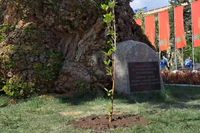 Роспатент зарегистрировал новый бренд «Сталинградский тополь»