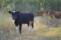 Волгоградского фермера  обязали привить  скот от сибирской язвы