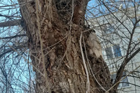 Аварийные вязы в Ворошиловском районе Волгограда приговорили к вырубке