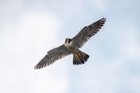 Сапсаны Уралсиба прилетели в Уфу с весной на крыльях