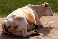 Скот в Волгоградской области прививают от ящура и сибирской язвы