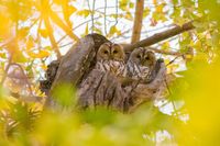 «Каждая встреча – на вес золота!»: волгоградский фотограф показала скрытую от глаз посторонних жизнь сов