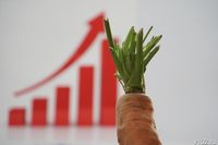 Морковь в Волгограде подскочила в цене на 6,8% за неделю