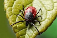 Девятерых жителей Волгоградской области покусали клещи