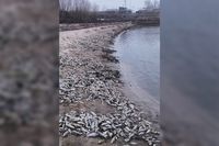 Груды мертвой рыбы вынесло на берег пруда под Волгоградом