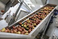 Плантации под Волгоградом засеяли сомнительным картофелем